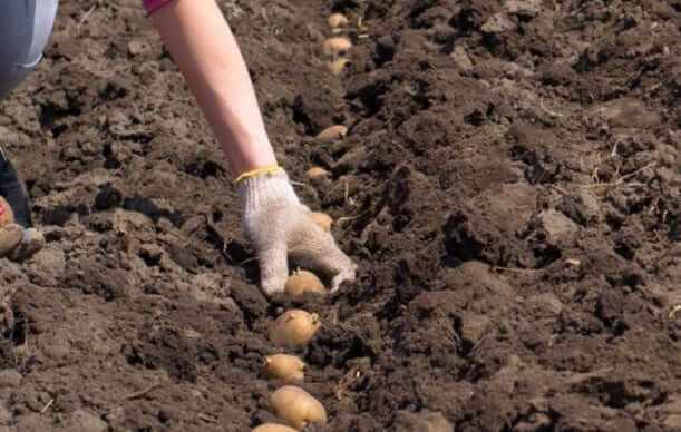Правила посадки картофеля