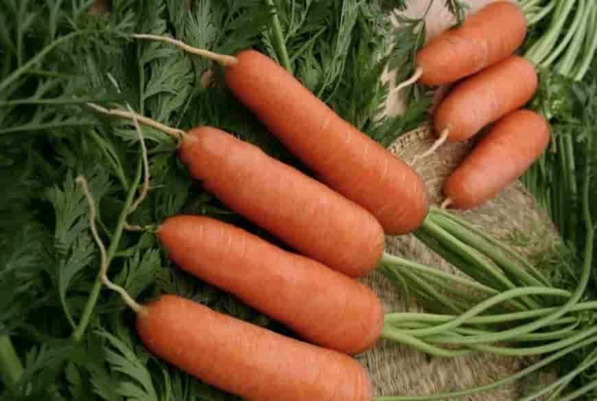 Сорт моркови Шанте Роял