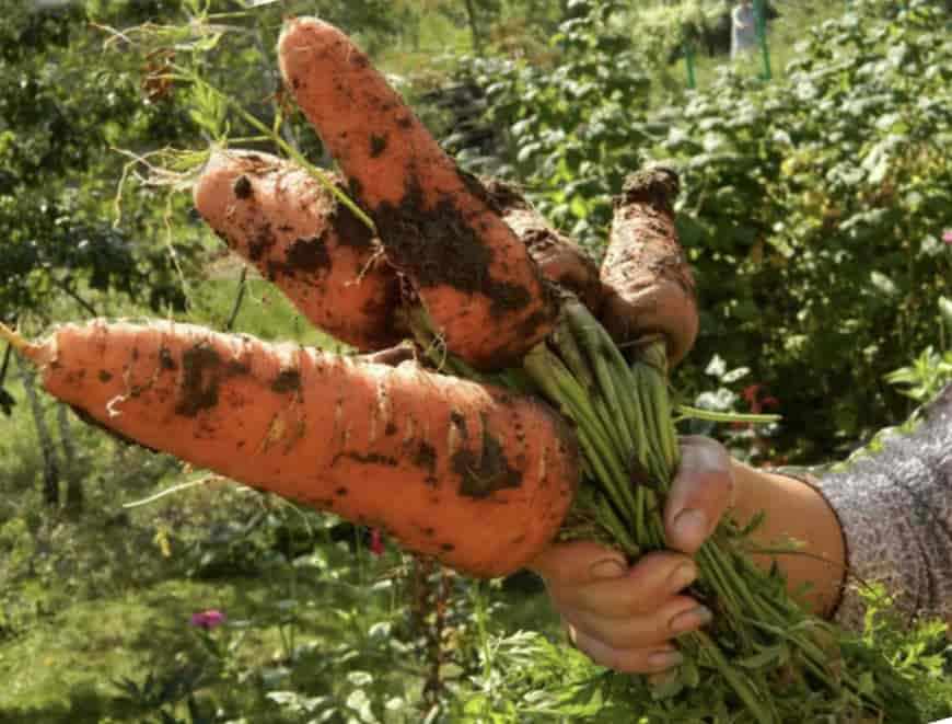 Сорт моркови Русский размер