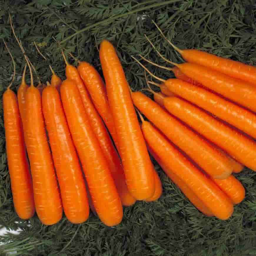 Сорт моркови Лагуна F1
