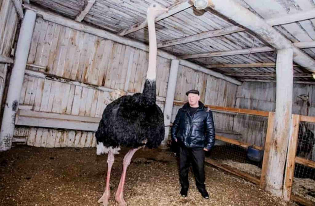 Разведение страусов в сарае