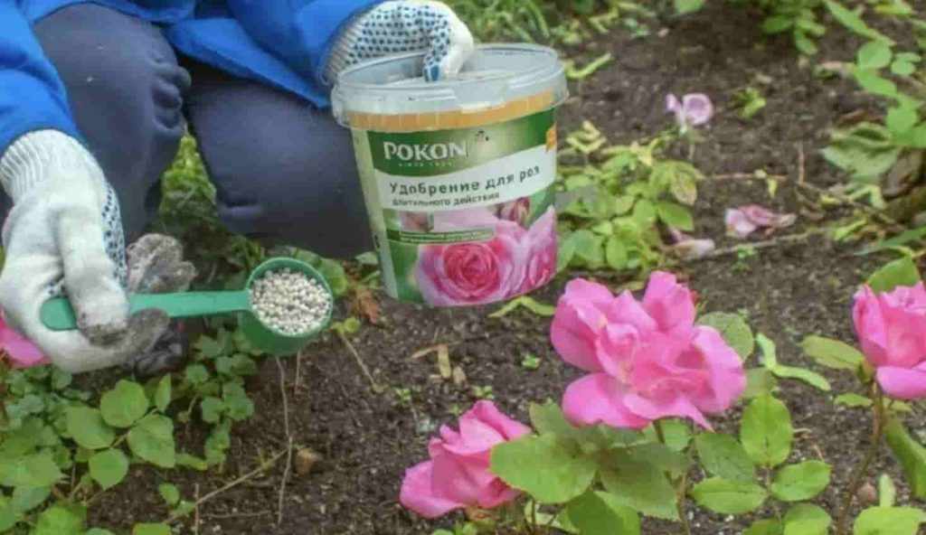 Удобрение для роз