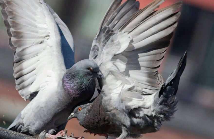 Как голуби занимаются оплодотворением