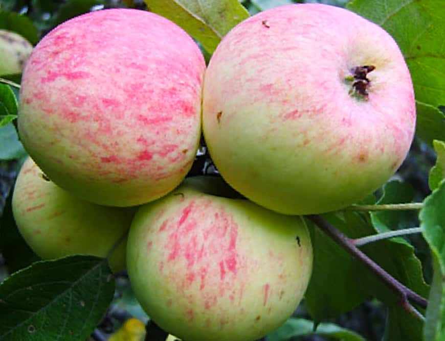 Московская грушовка яблоня фото и описание