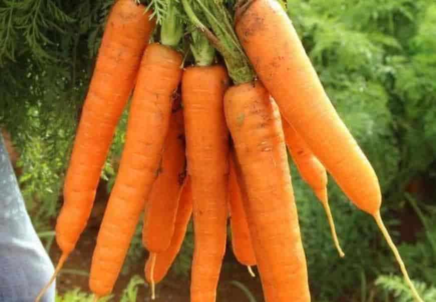 Сорт моркови Несравненная