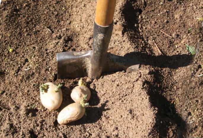  Посадка картофеля под лопату