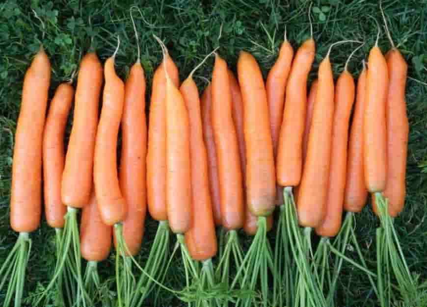 Сорт моркови Витаминная 6