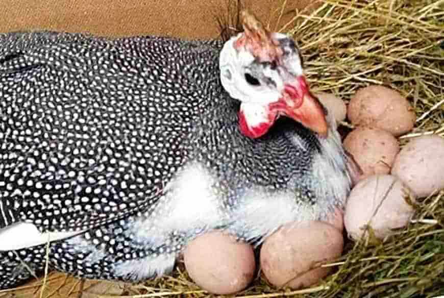 Сколько сидит цесарка на яйцах