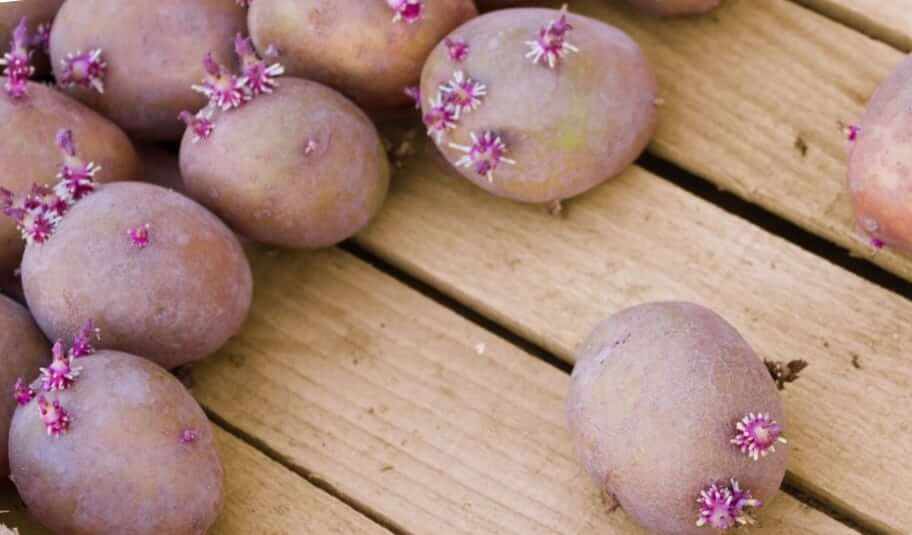Подготовка и посадка клубней картофеля