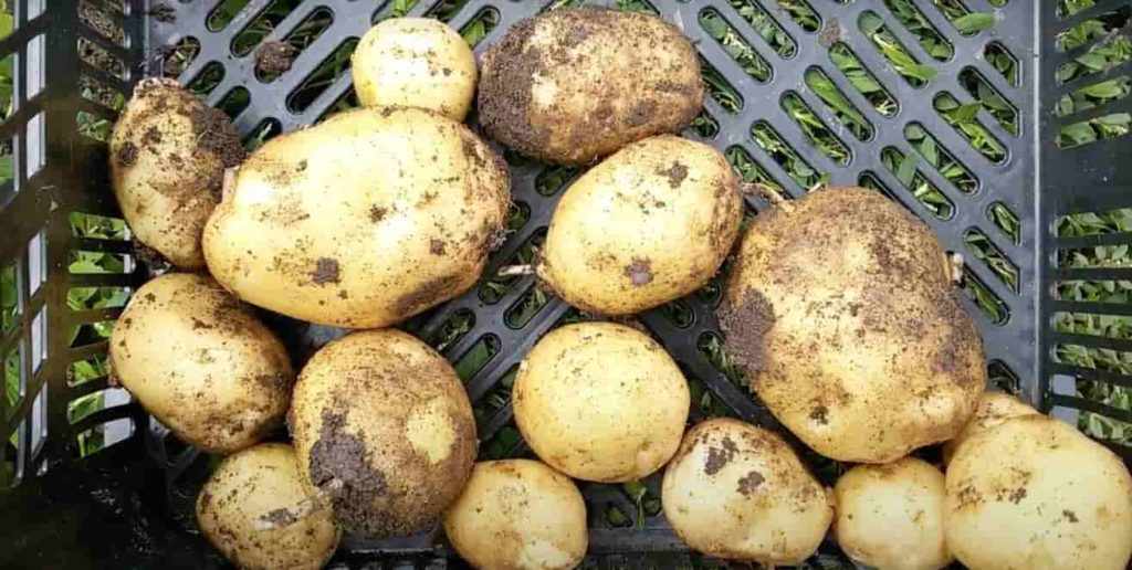 Урожайный картофель Венета