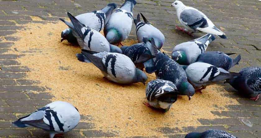 Что едят голуби