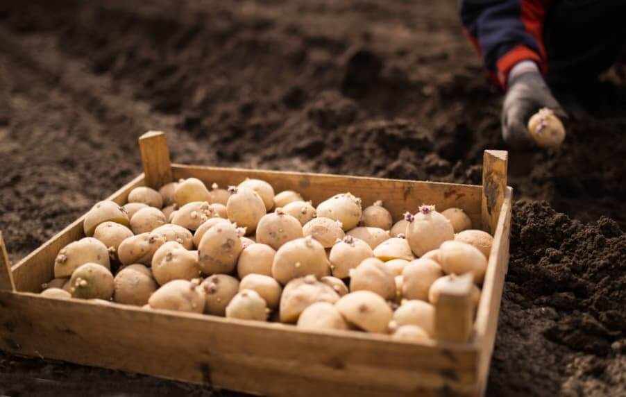 Подготовка посадочного материала картофеля