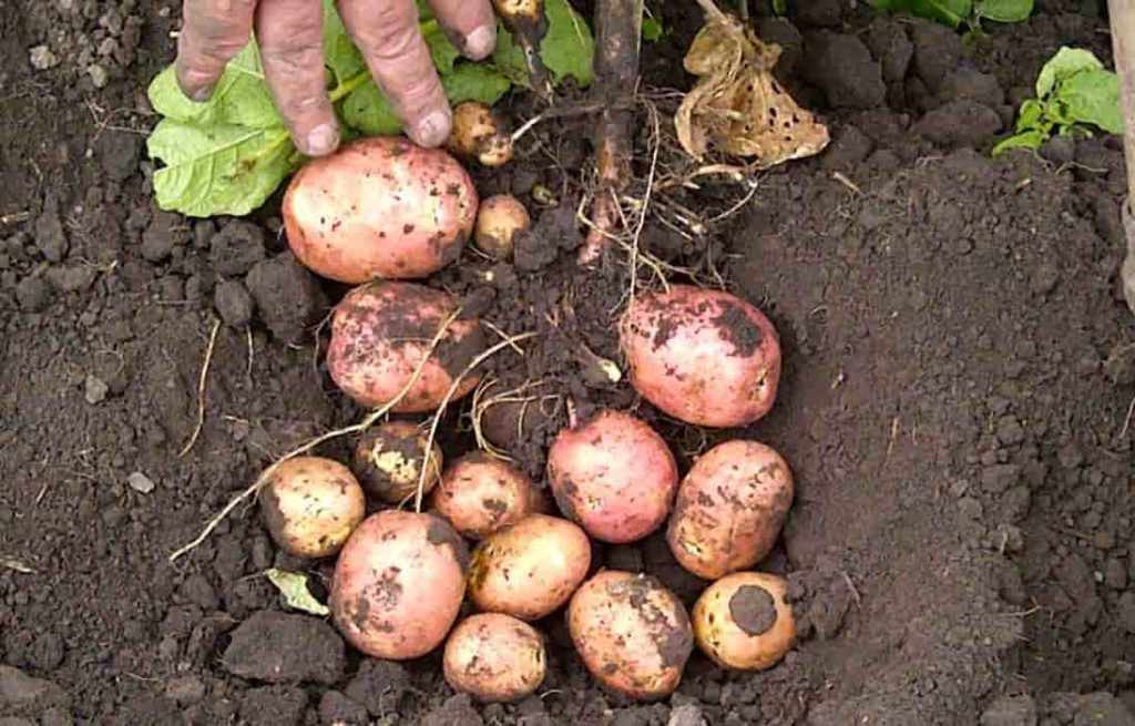 Выращивание картофеля беллароза