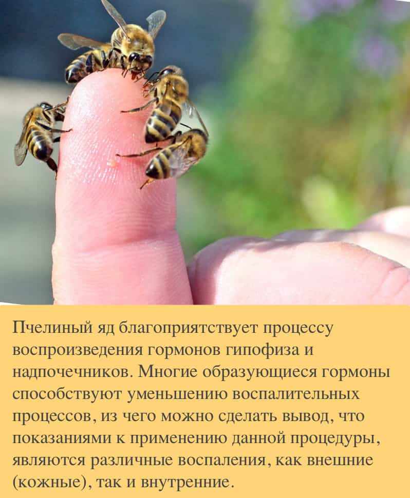 Польза пчелиного укуса