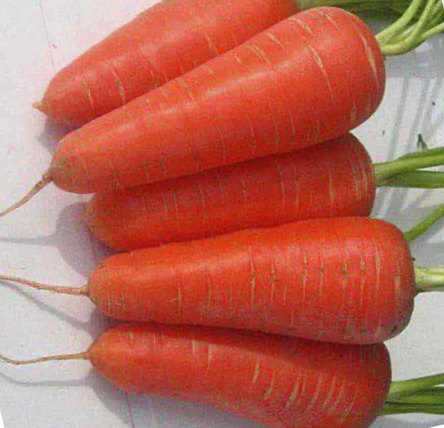 Сорта моркови Аленка