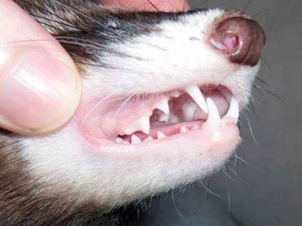 Зубы хорька