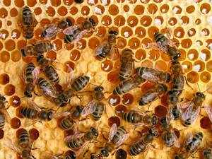 Пчелиная сота – уникальное сооружение