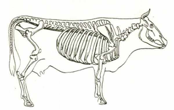 скелет коровы