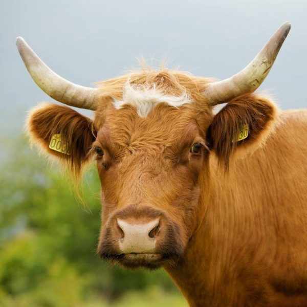 рога Айрширская коровы