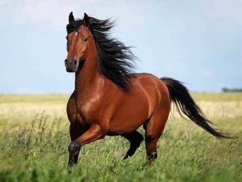 Внешний вид лошади