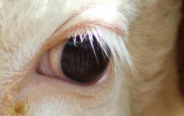 глаза коровы