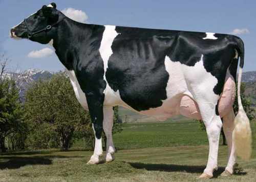 Внешний вид черно пестрой коровы