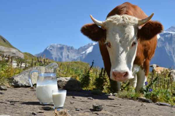 молоко и коровы