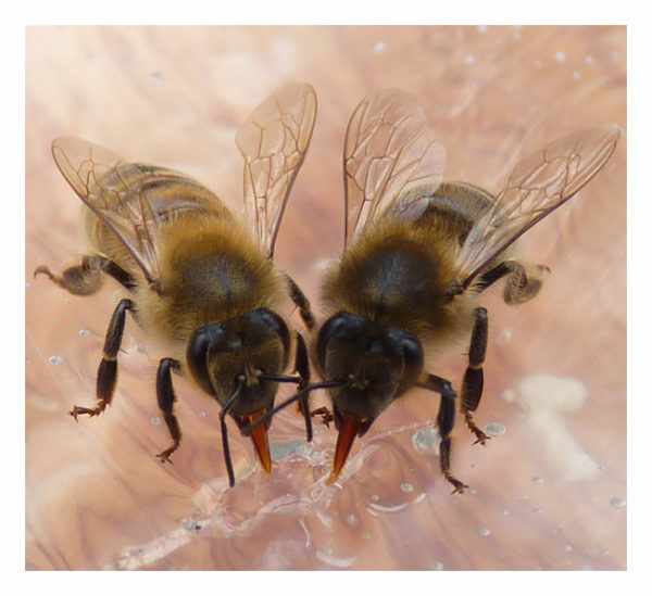 кормление пчел