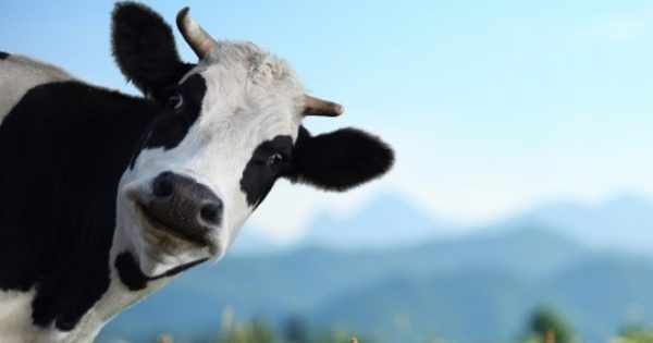 условия содержания коров