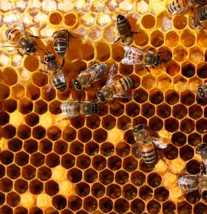 Выработка пчелами воска 