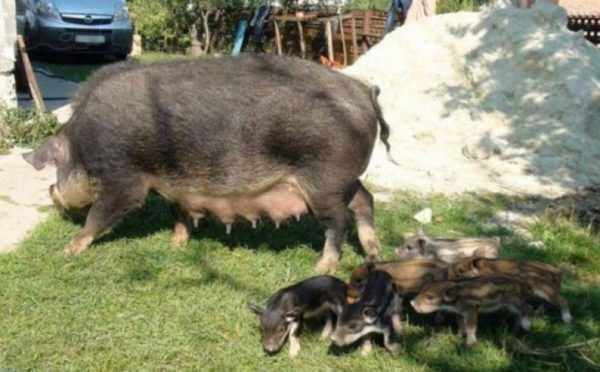 Кармалы порода свиней