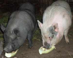 Донская порода свиней