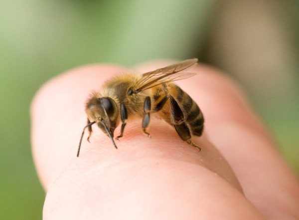 Včely? klasifikace rodin, popis, biologie, rozdělení, behaviorální charakteristiky