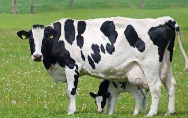 корова и теленок