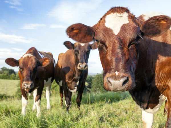 Продуктивность айрширских коров в год – 7000 кг молока
