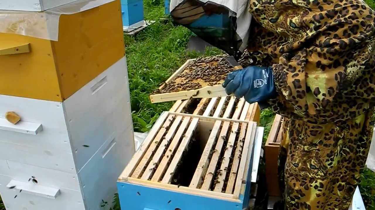 Пчеловодство для начинающих. Улей для пчел. Пчеловодный улей. Пчеловодство для начинающих пчеловодов.