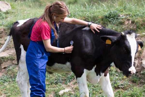 кетоз у коров признаки и лечение