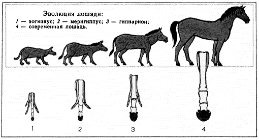Происхождение лошадей. Эогиппус (гиракотерий) - предок лошади