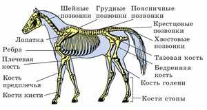 Анотомия лошади