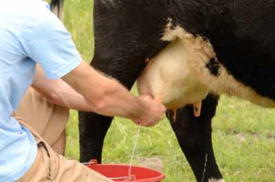 доение коров руками