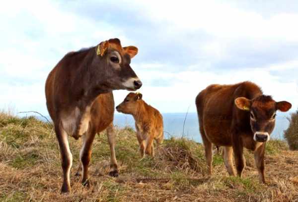 Джерсейские коровы с телятами