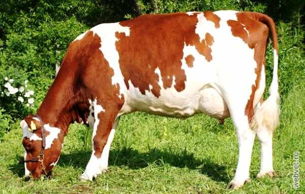 Айрширская корова параметры