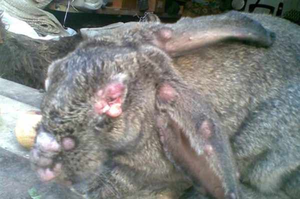 Миксоматоз у кроликов