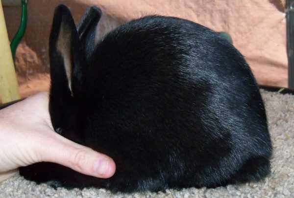 Мех кролика Аляска черный и блестящий