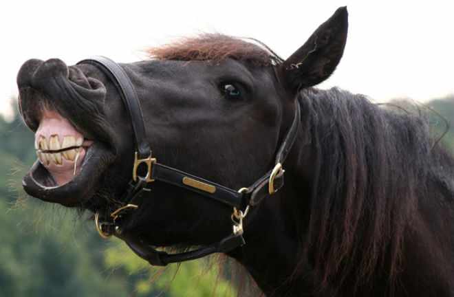Улыбку лошади называют синдромом Флемена