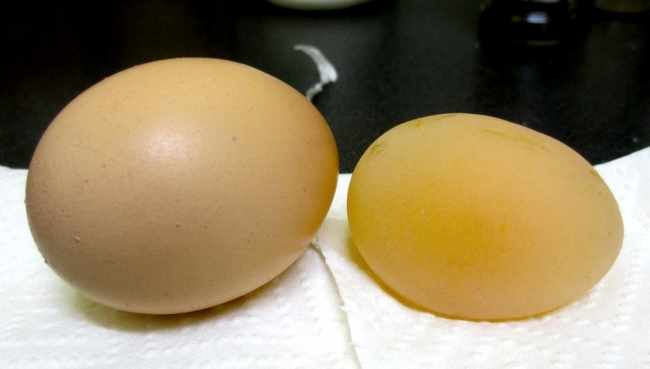 Яйца без скорлупы