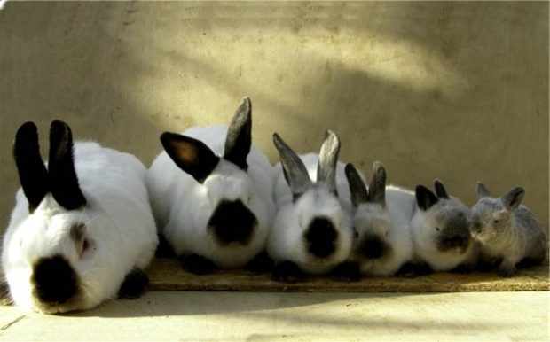 Кролики Калифорнийской породы разного возраста