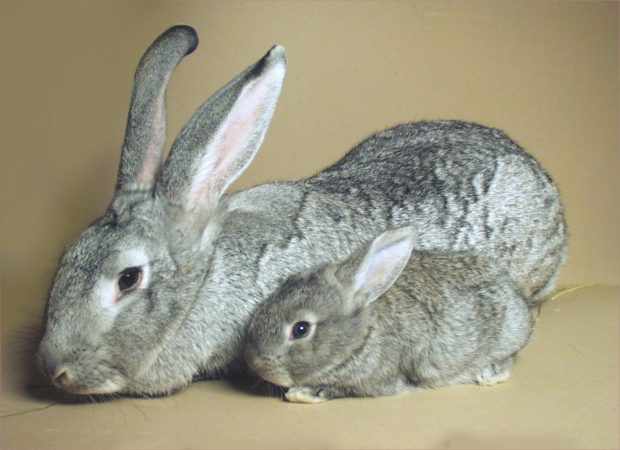 Гигантская шиншила - самка и крольчонок