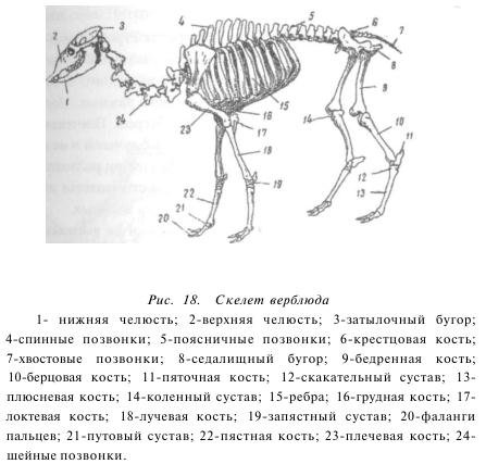 Скелет верблюда и названия костей