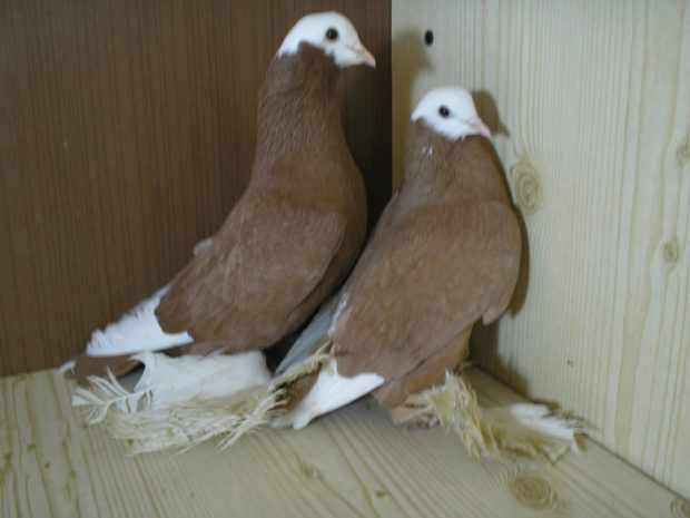 Армавирские бойные голуби
